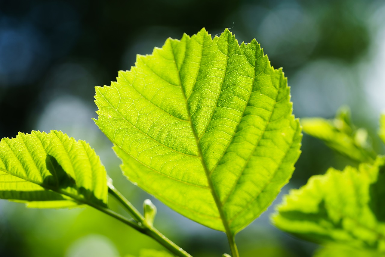 leaf back light structure free photo