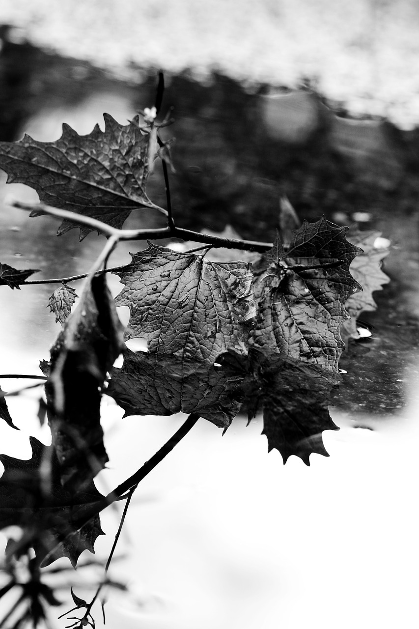 leaf puddle water free photo