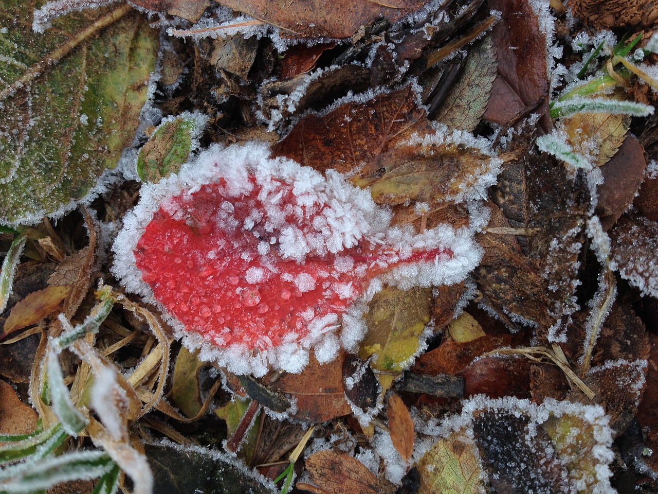 leaf ice frozen free photo