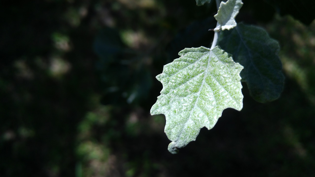 leaf tree green free photo