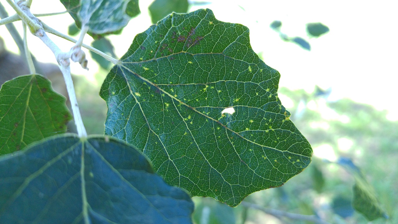 leaf tree green free photo