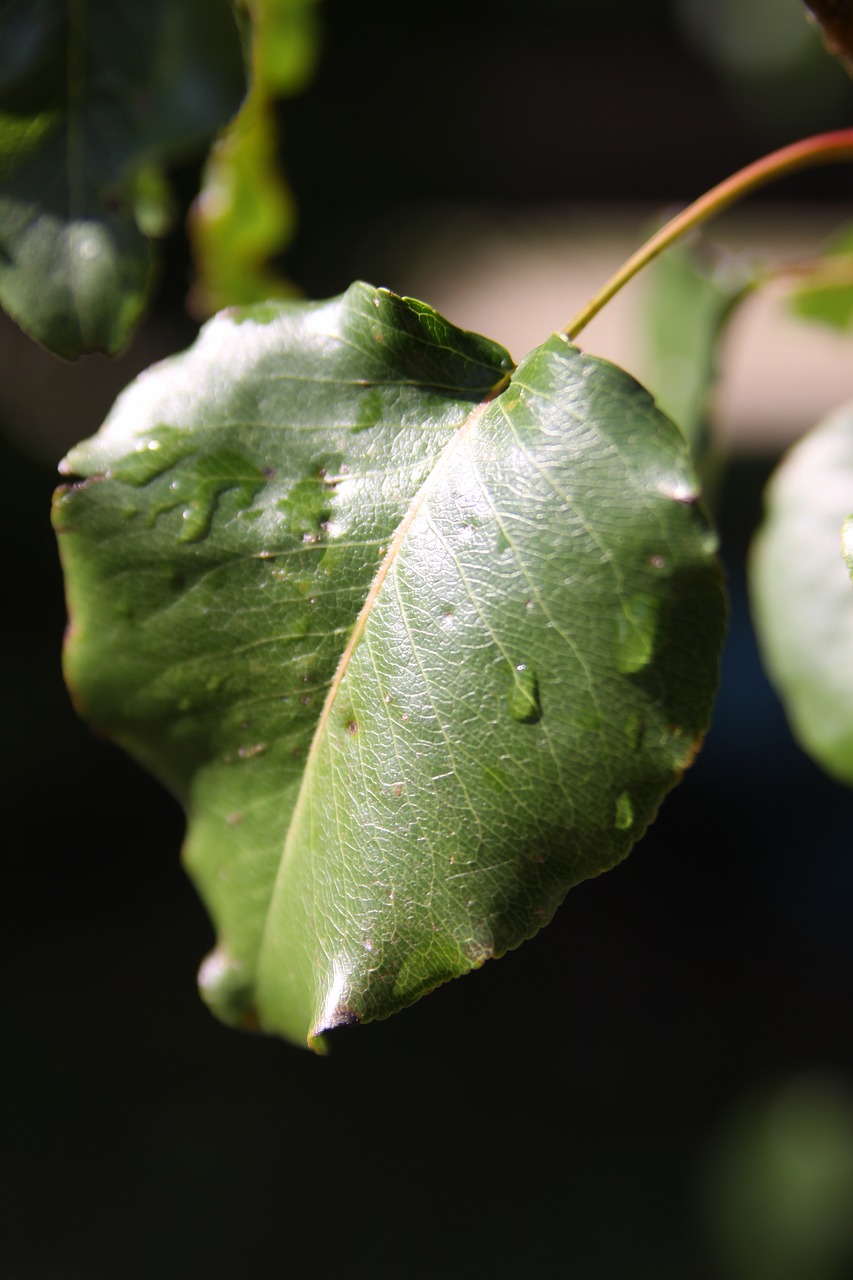 leaf tree water free photo