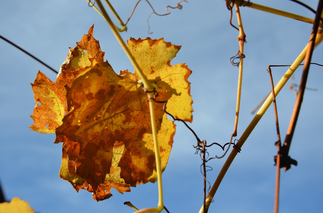 leaf nature autumn free photo