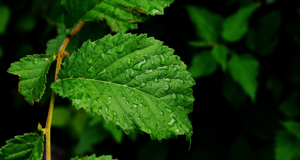 leaf green leaf drop of water free photo