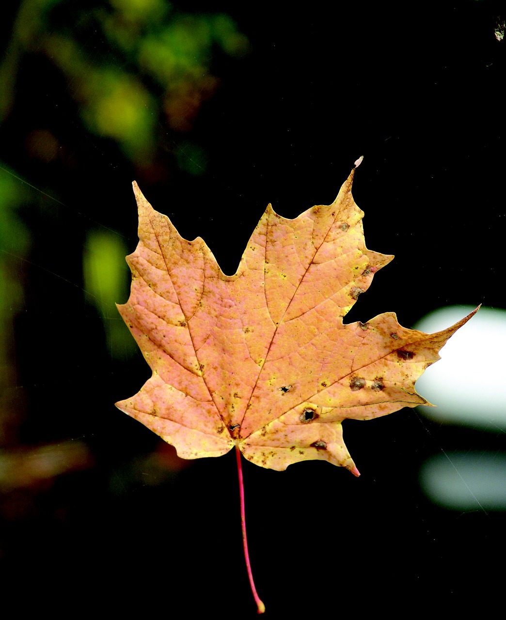 leaf spider web autumn free photo