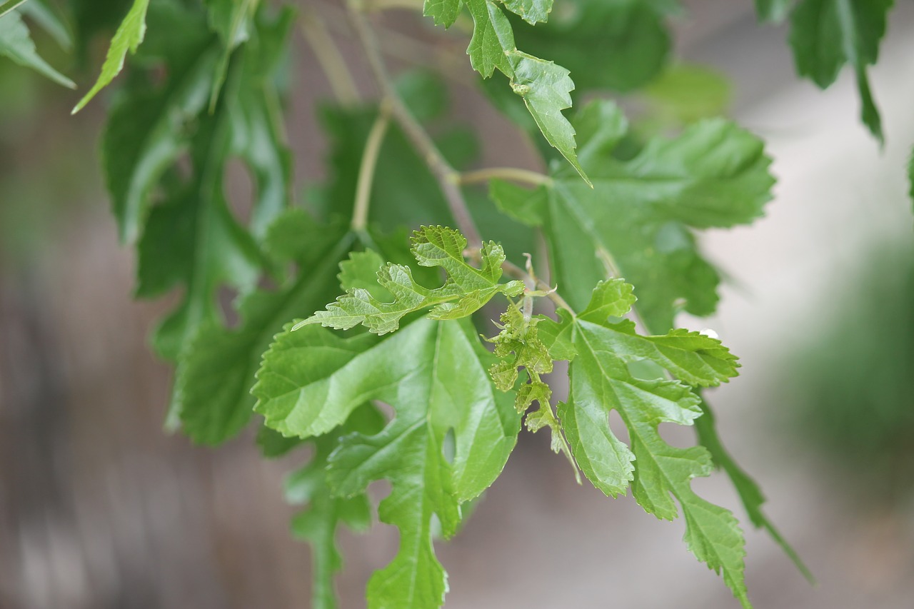 leaf leaves spring free photo