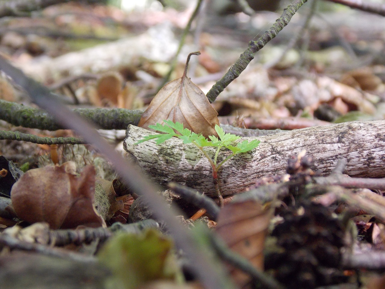 leaf undergrowth forest free photo