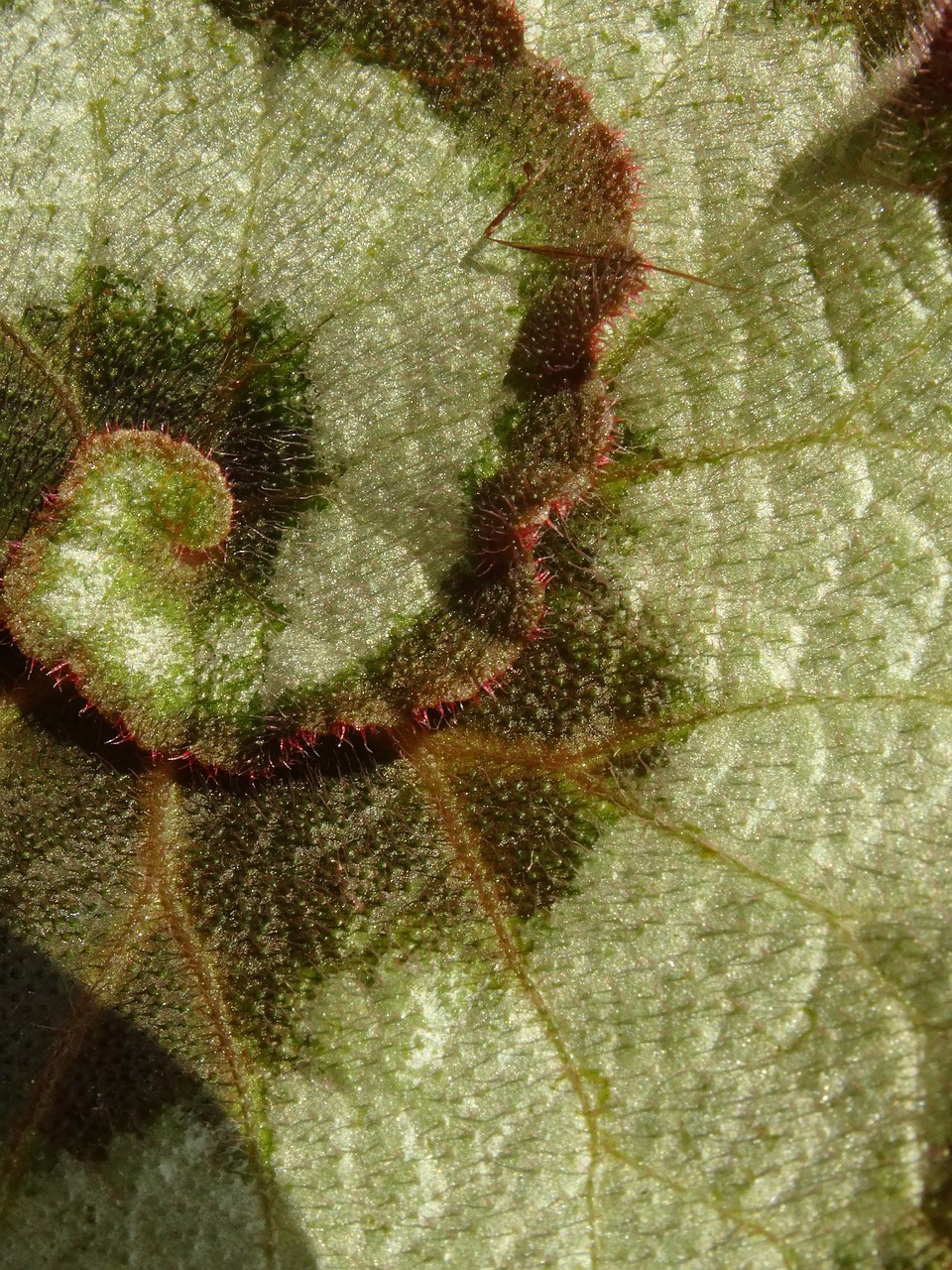 leaf green garden free photo