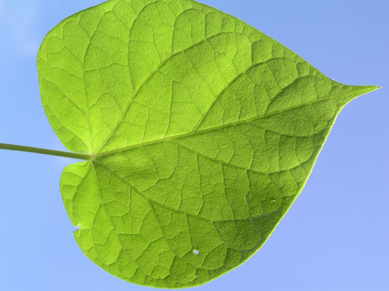 leaf green nature free photo