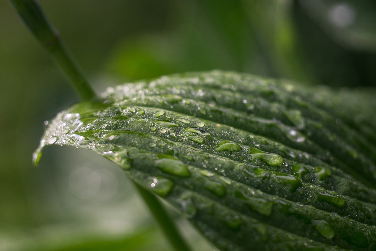 leaf green wet free photo