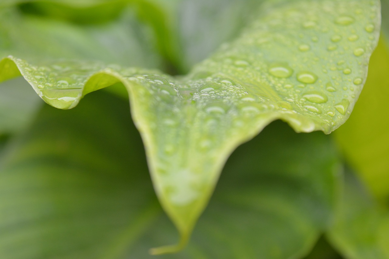 leaf green sprinkled free photo