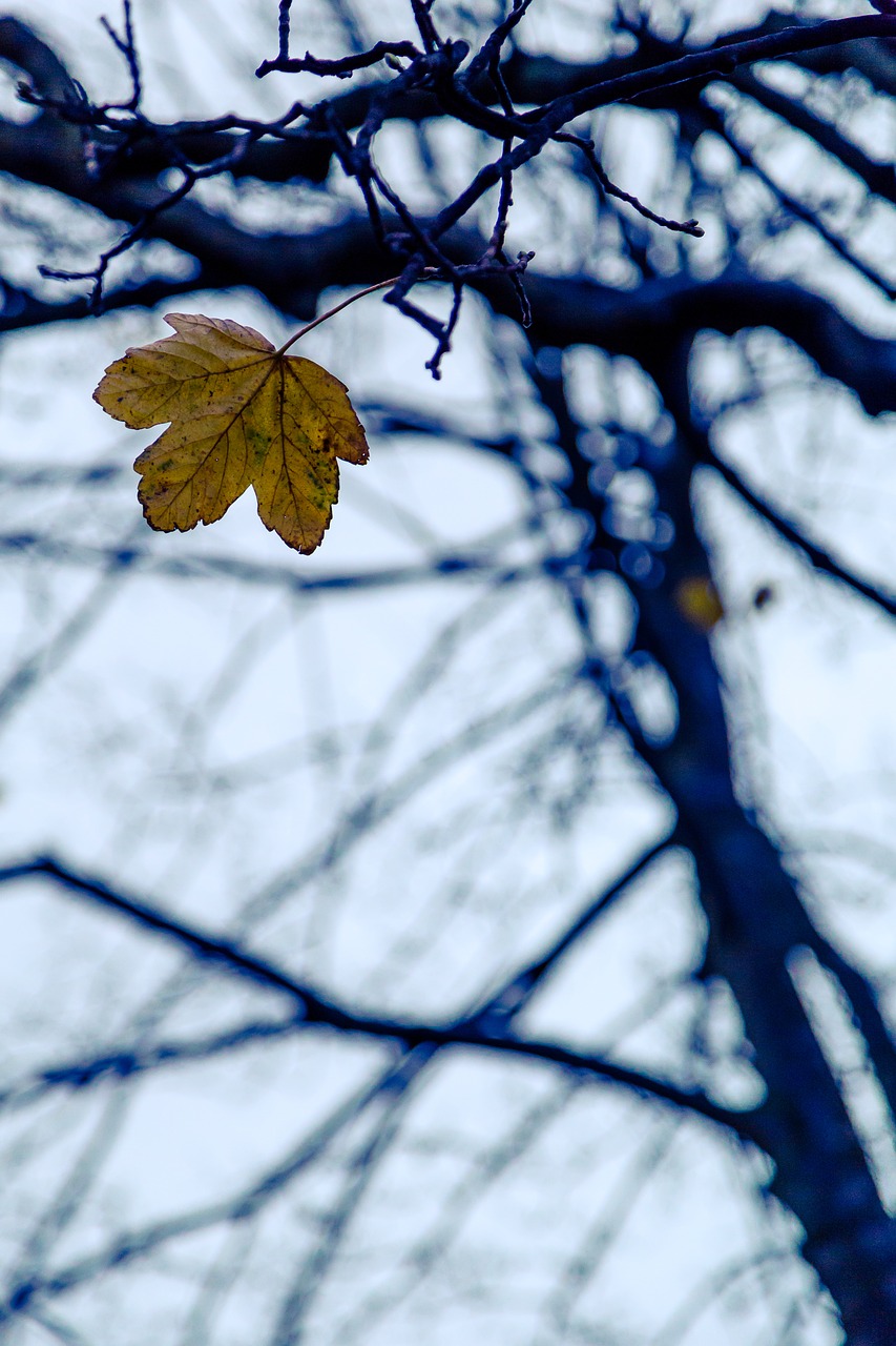 leaf autumn fall free photo