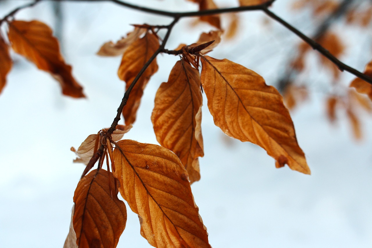 leaf red branch free photo