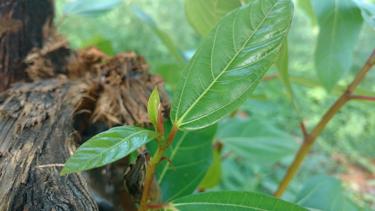 leaf green tree free photo