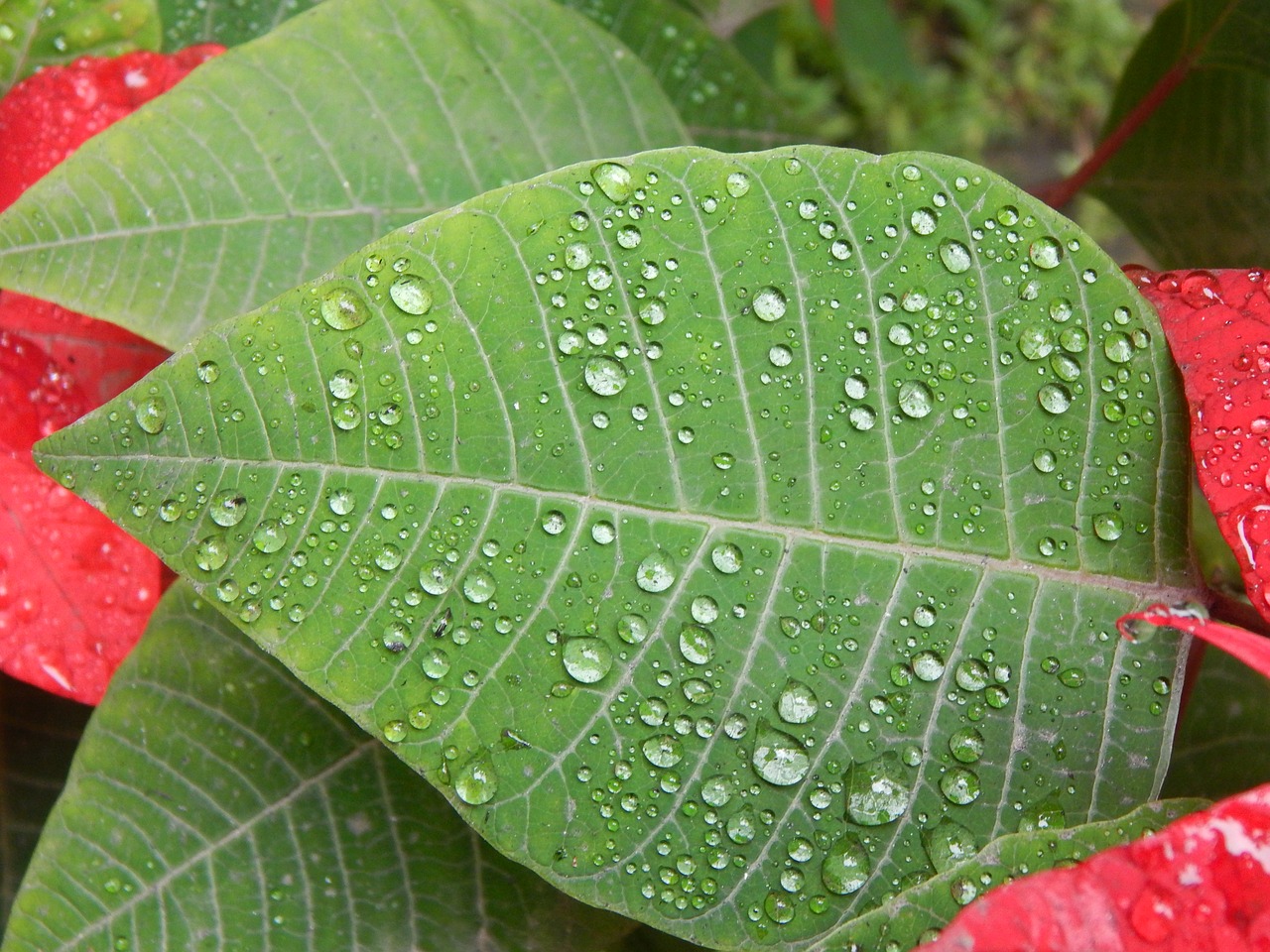 leaf rain wet free photo