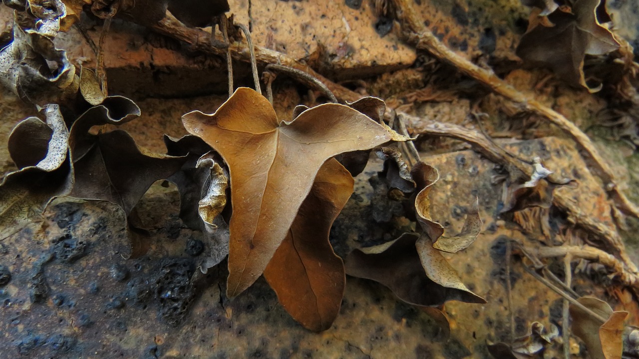 leaf brown nature free photo