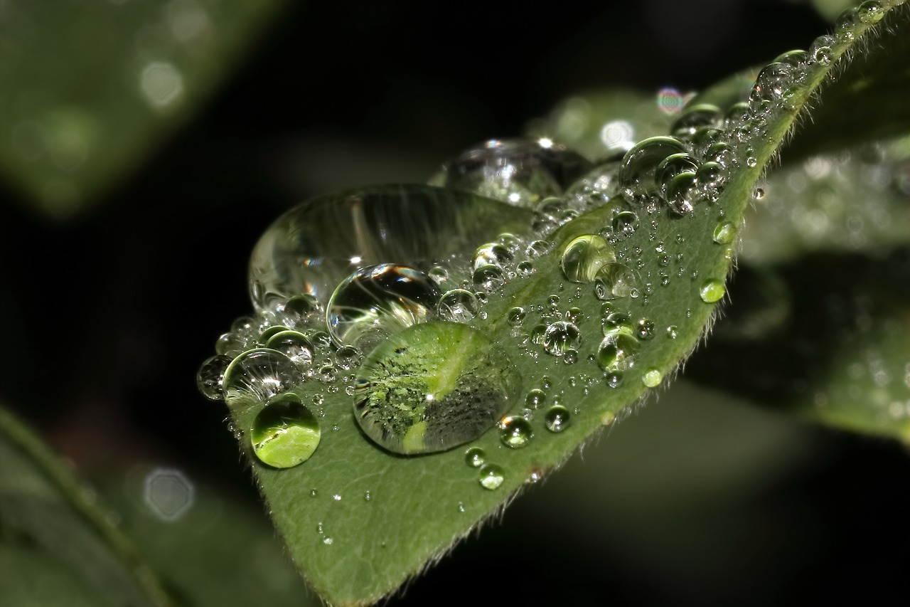 leaf drop of water rain free photo