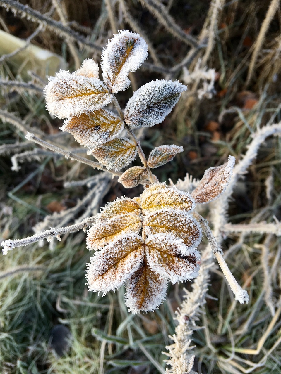 leaf frost ice free photo