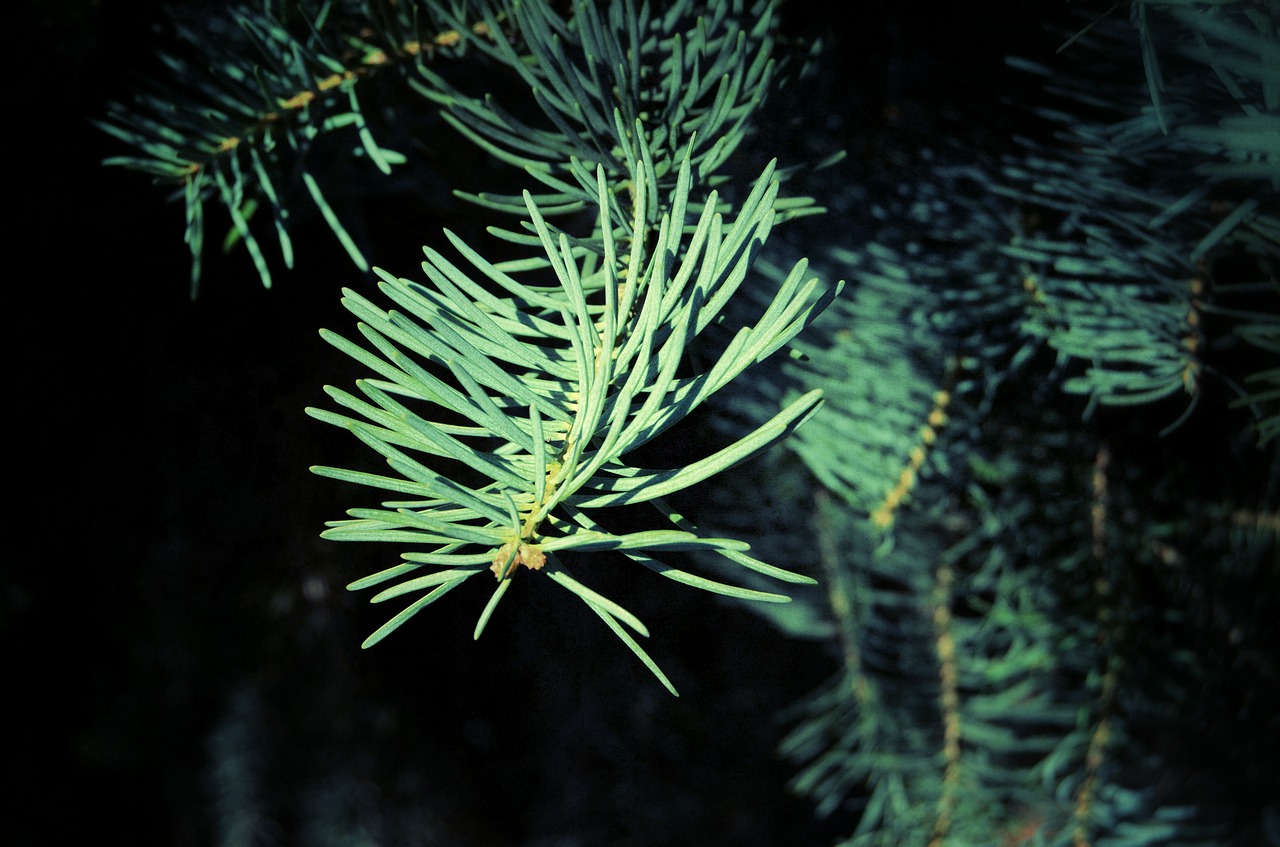 leaf needles forest free photo