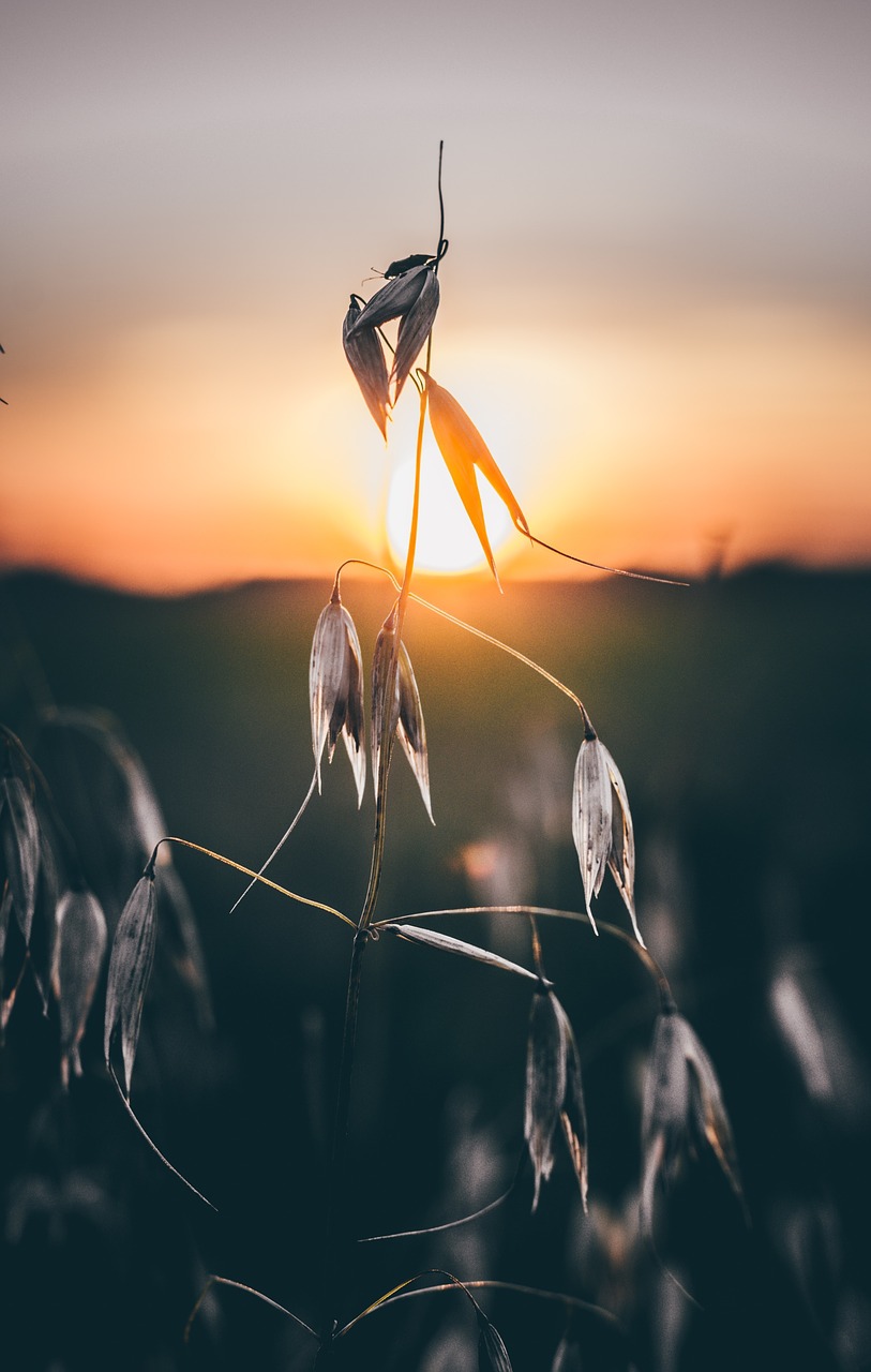 leaf plant grass free photo