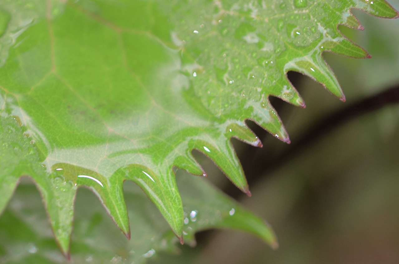 leaf drops green free photo