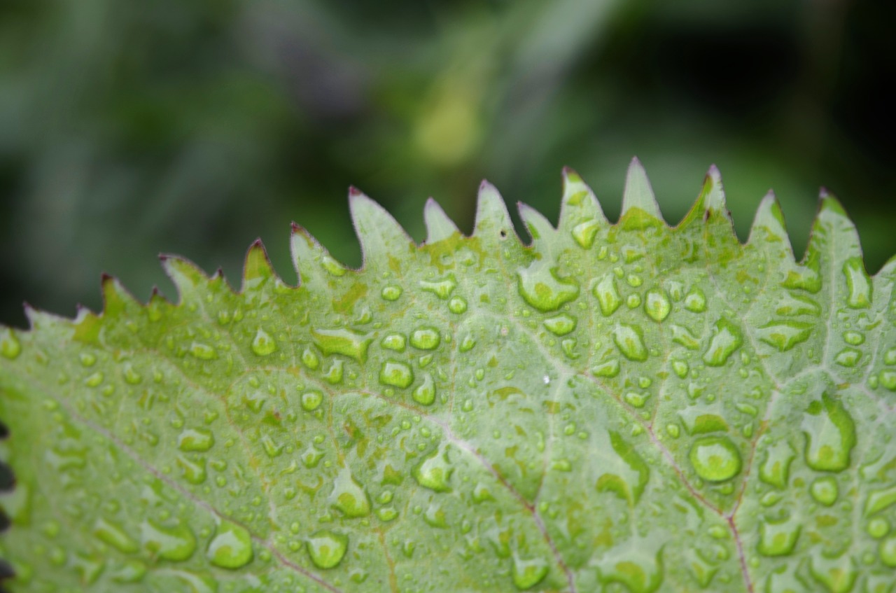 leaf drops green free photo