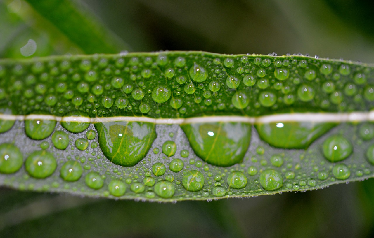 leaf drops green free photo