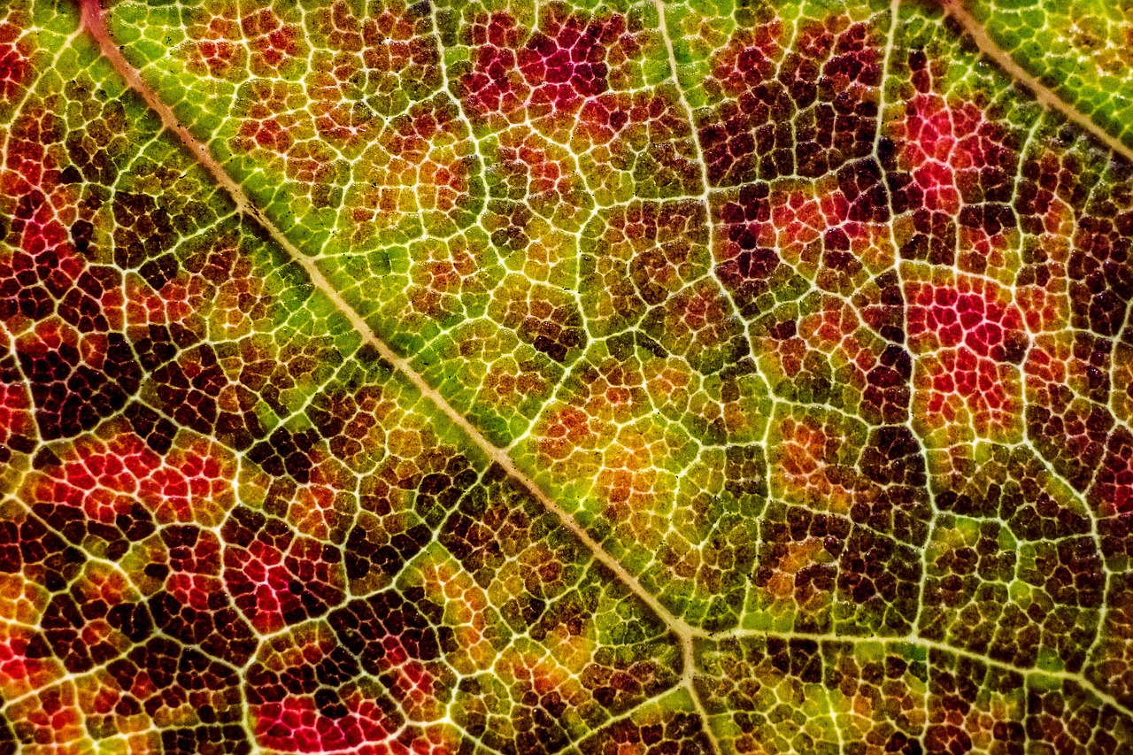 leaf texture fall free photo