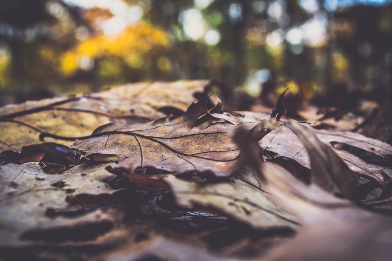 leaf fall autumn free photo