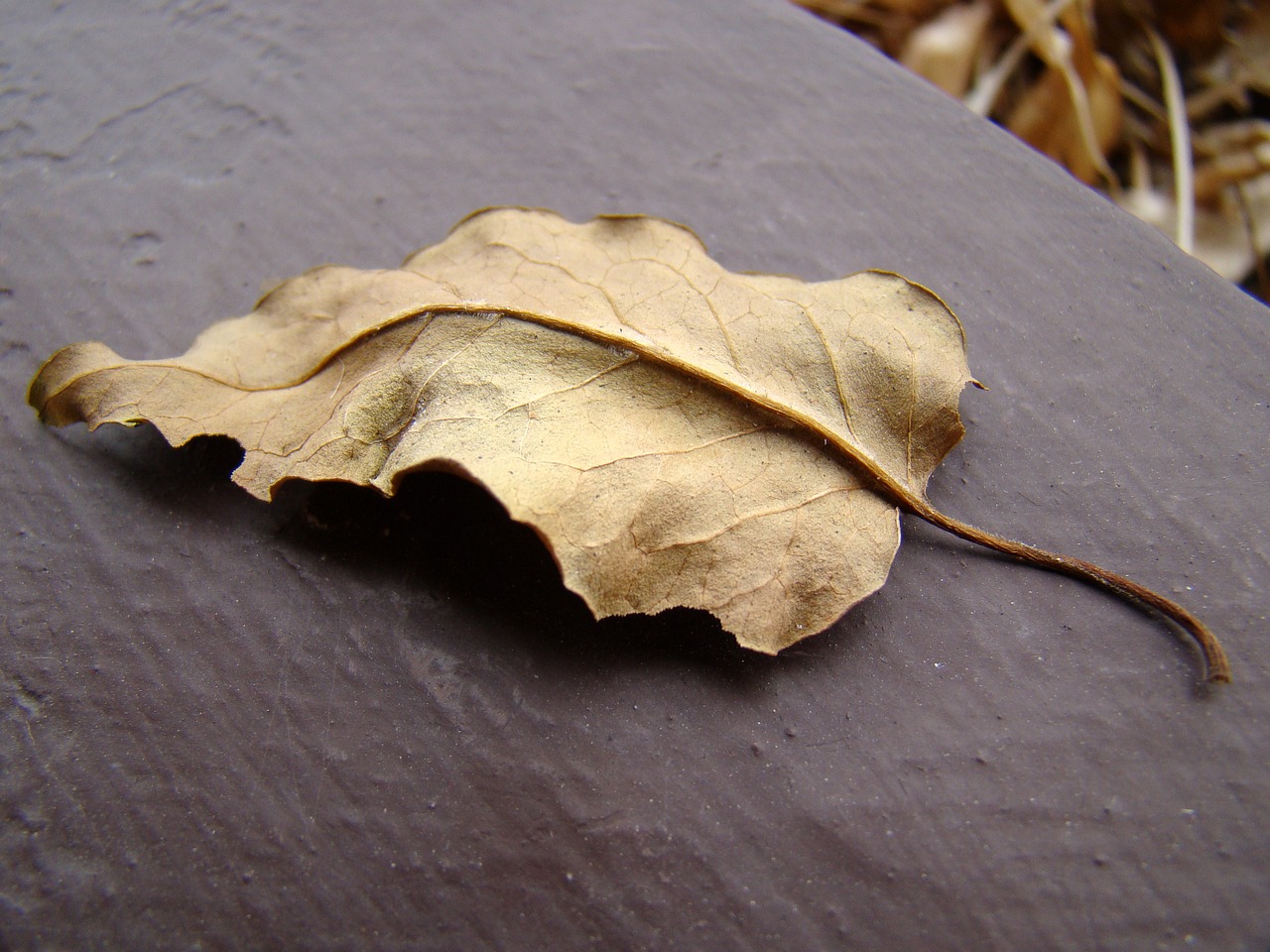 leaf dry leaf autumn free photo