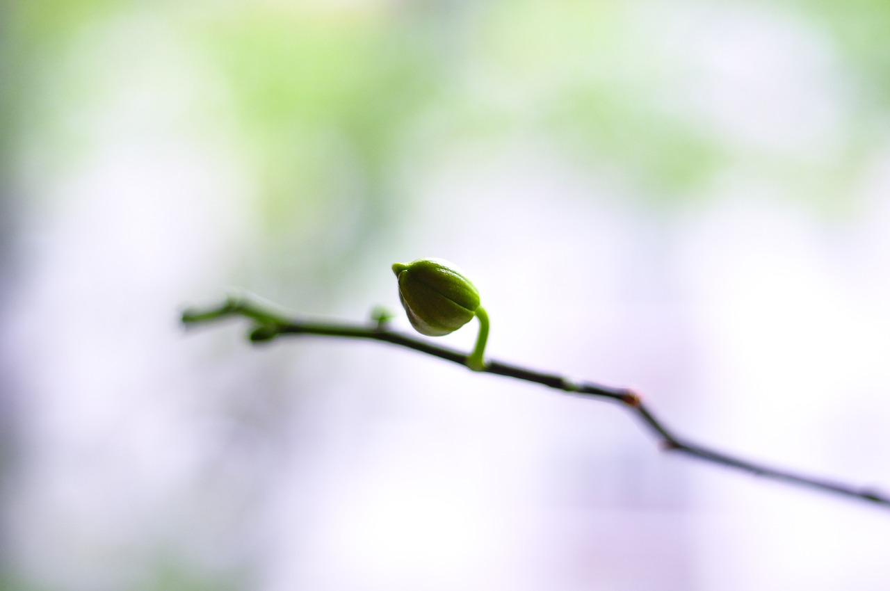 leaf green plant free photo