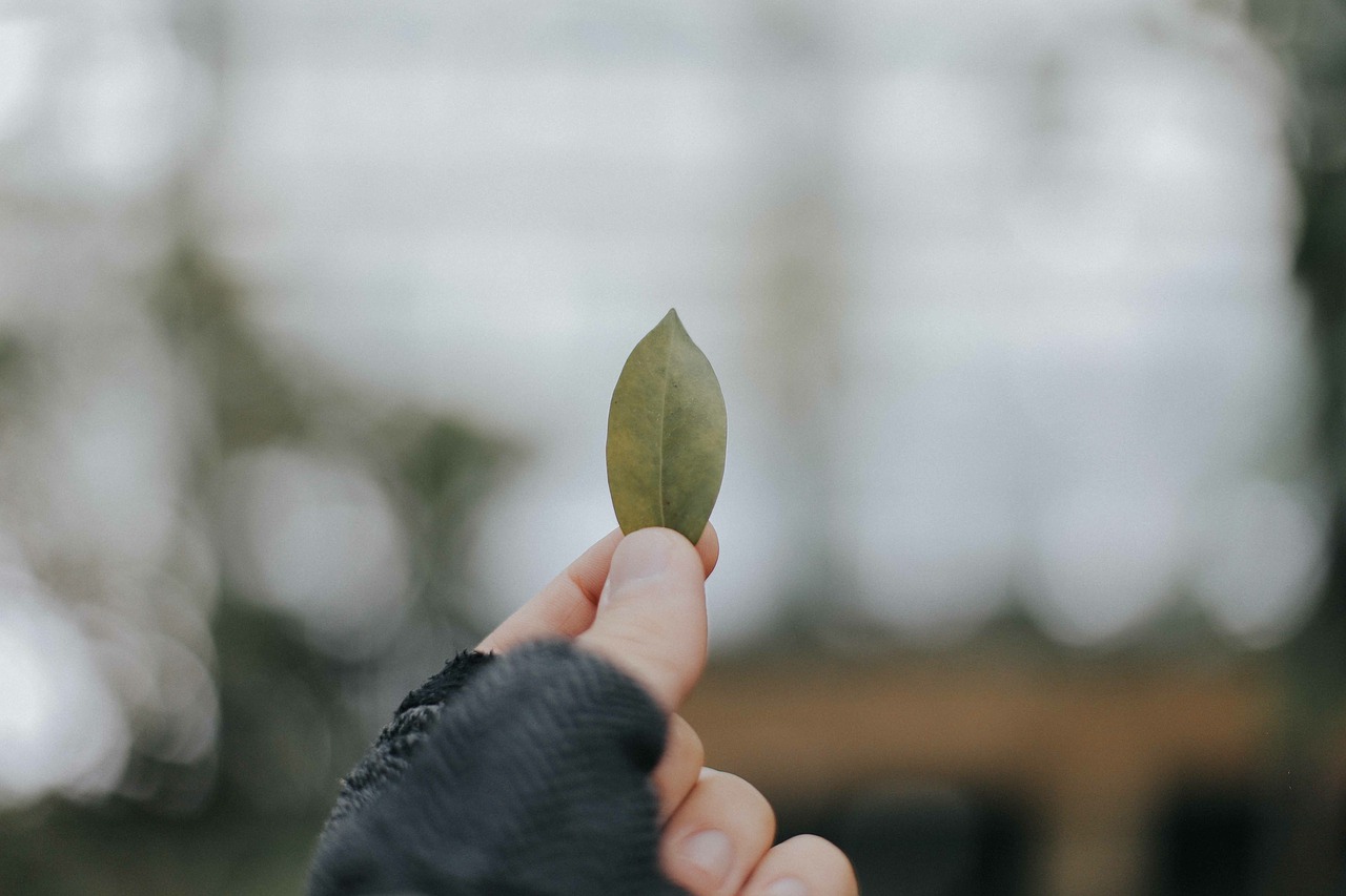 leaf fall bokeh free photo