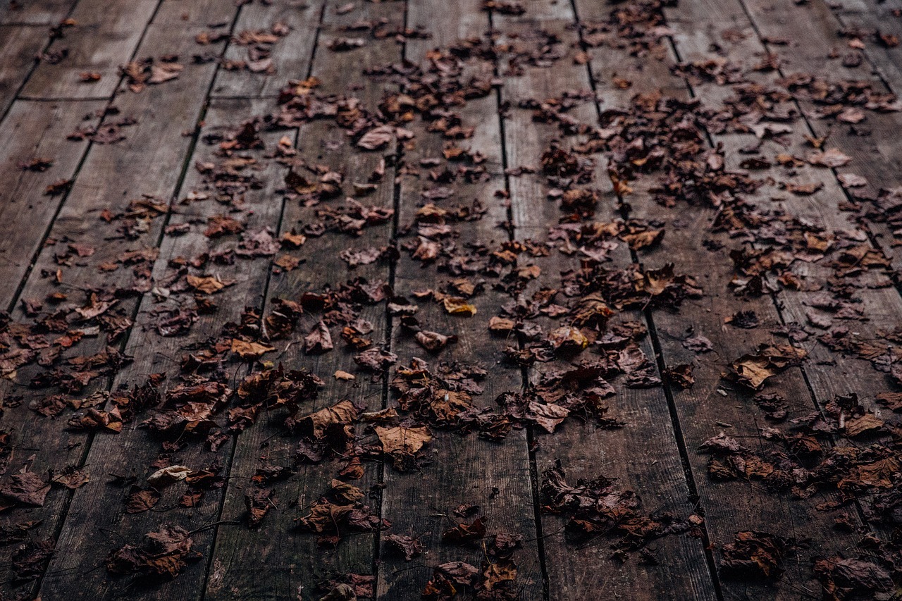 leaf fall wooden free photo