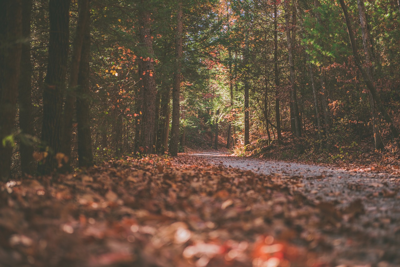 leaf fall autumn free photo