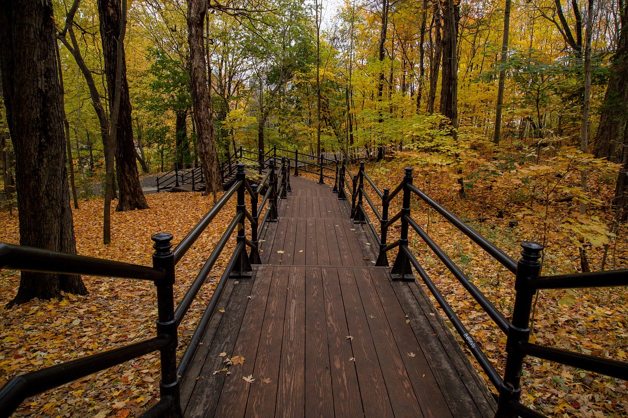 leaf fall autumn free photo