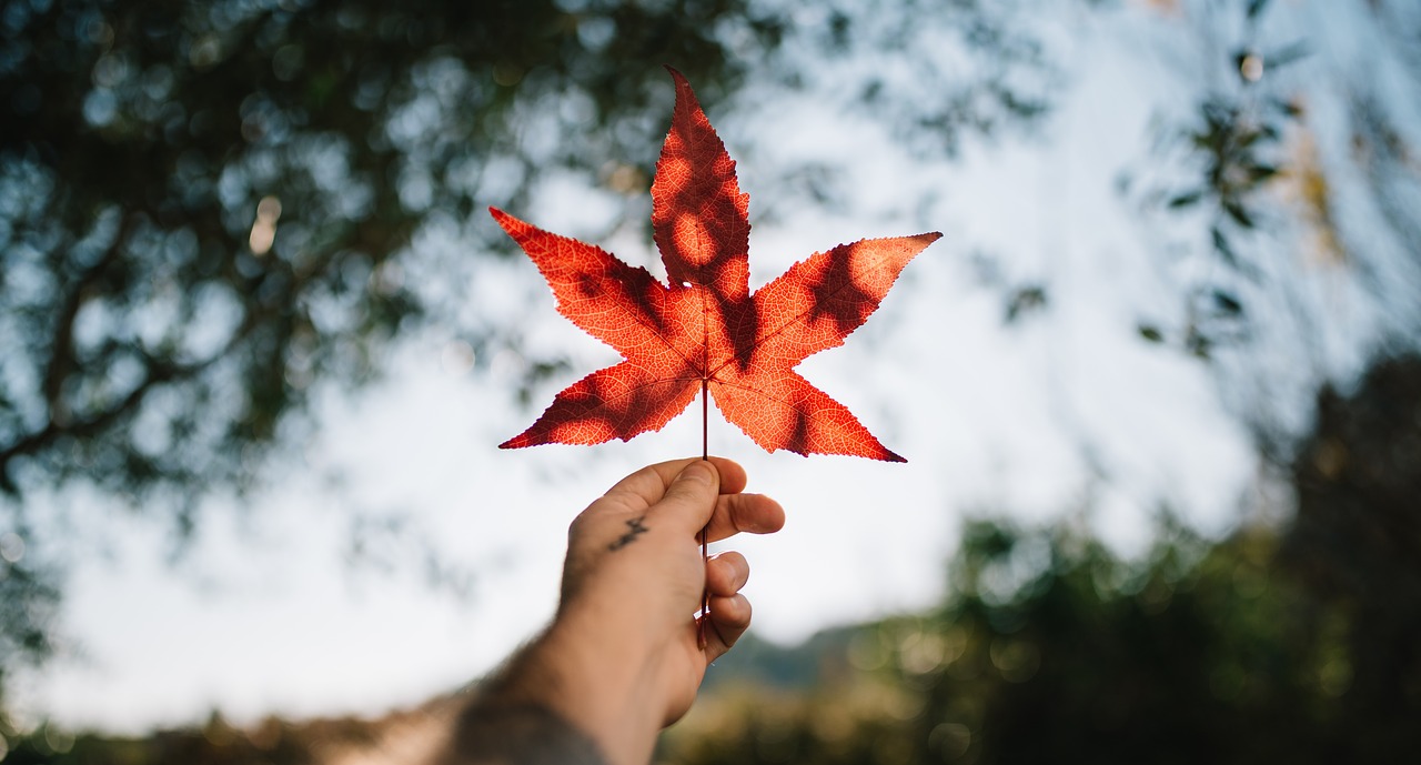 leaf autumn fall free photo