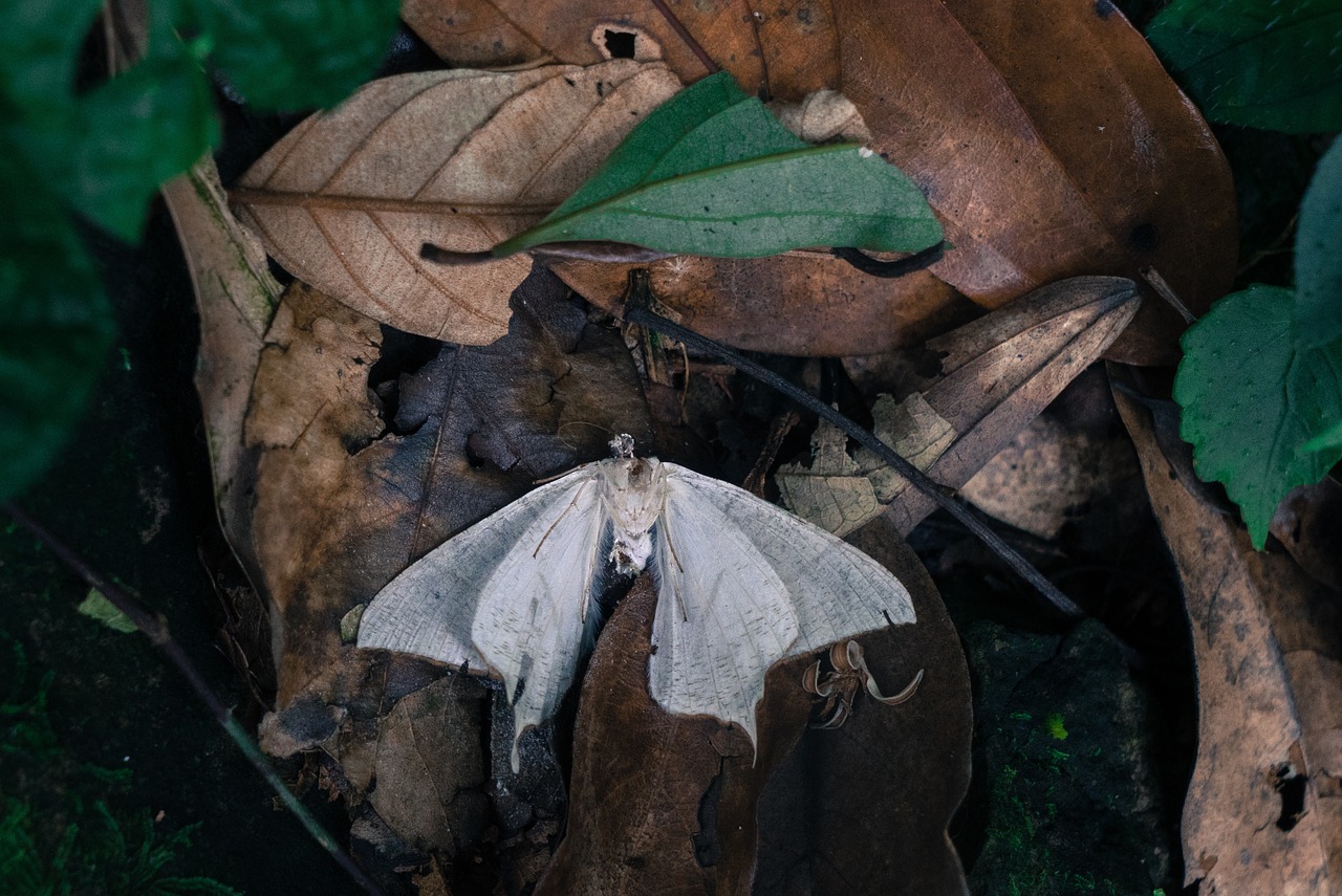 leaf fall butterfly free photo