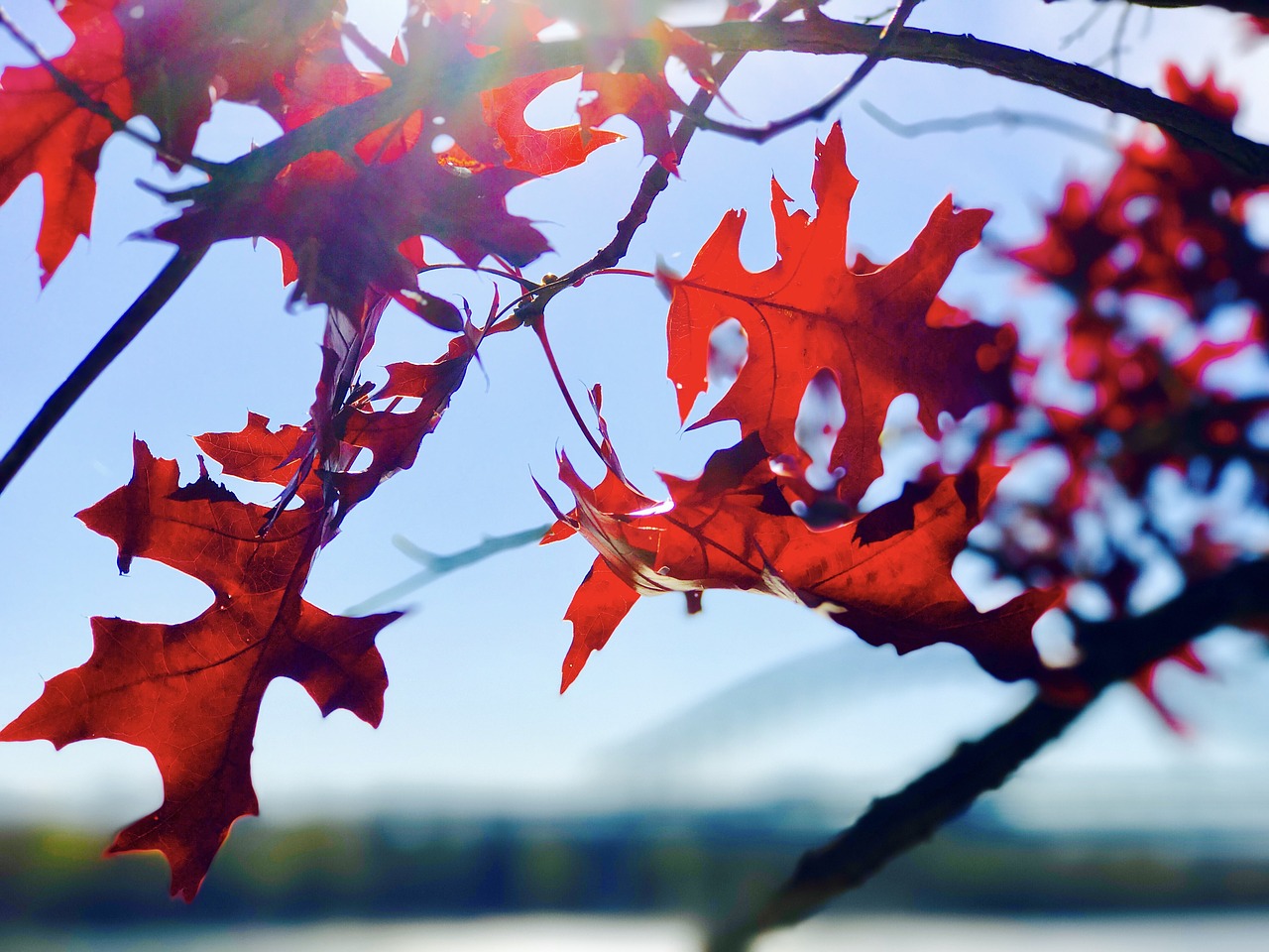 leaf tree plant free photo