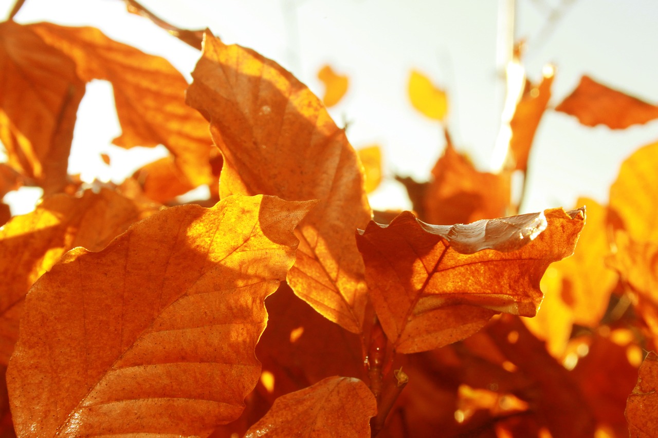 leaf fall autumn free photo