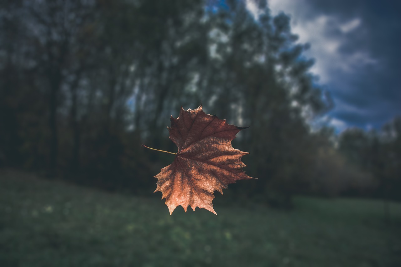 leaf fall tree free photo