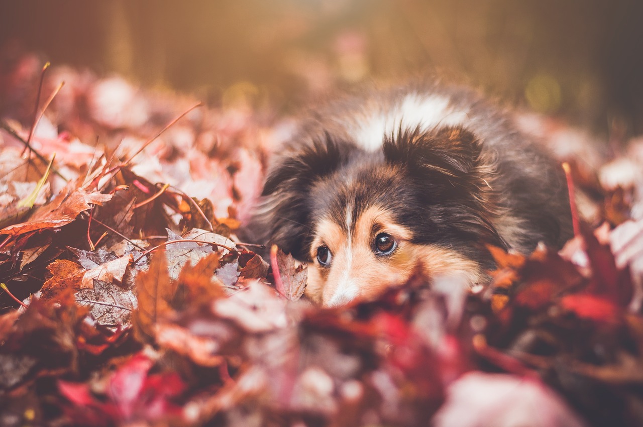 leaf fall autumn free photo