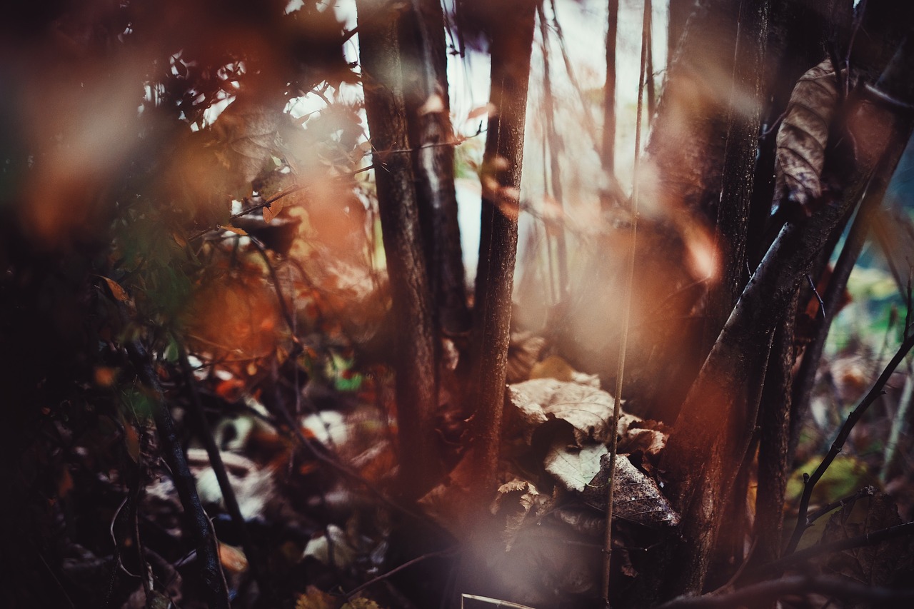 leaf fall tree free photo