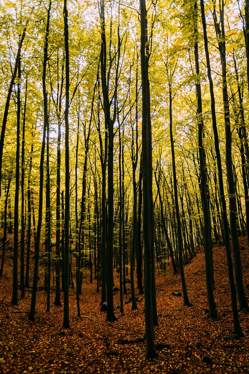 leaf fall autumn free photo