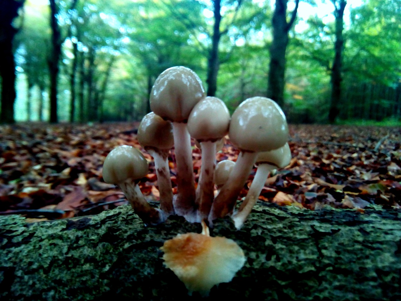 leaf fall mushroom free photo