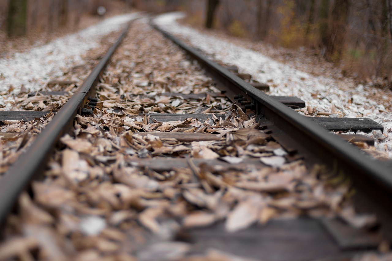 leaf fall autumn free photo