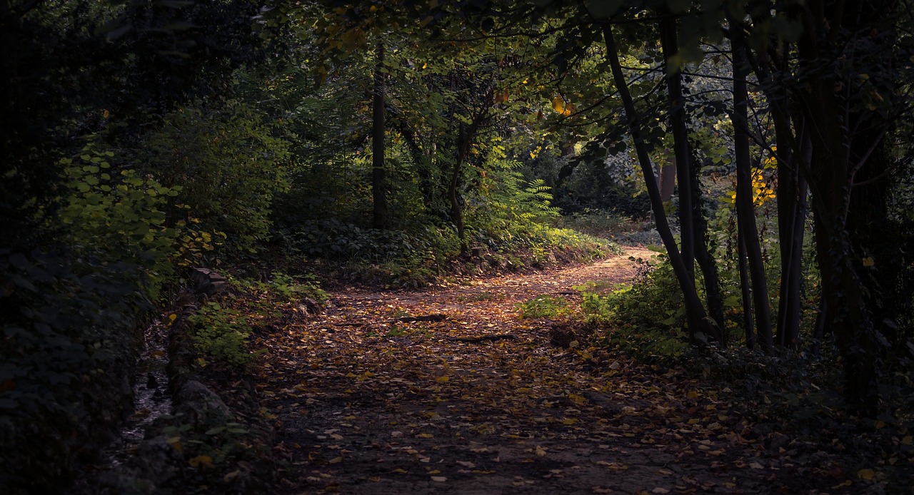 leaf fall autumn free photo