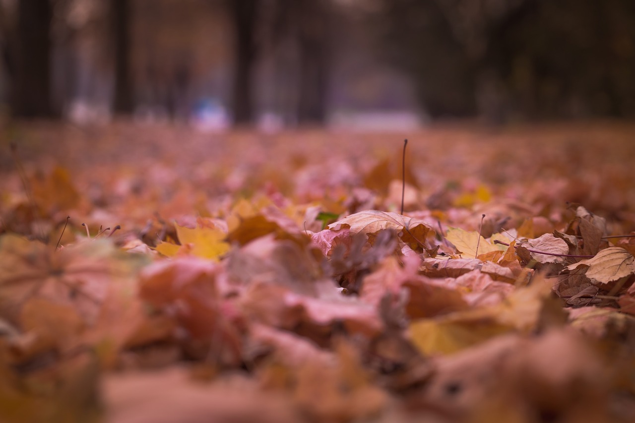 leaf autumn fall free photo