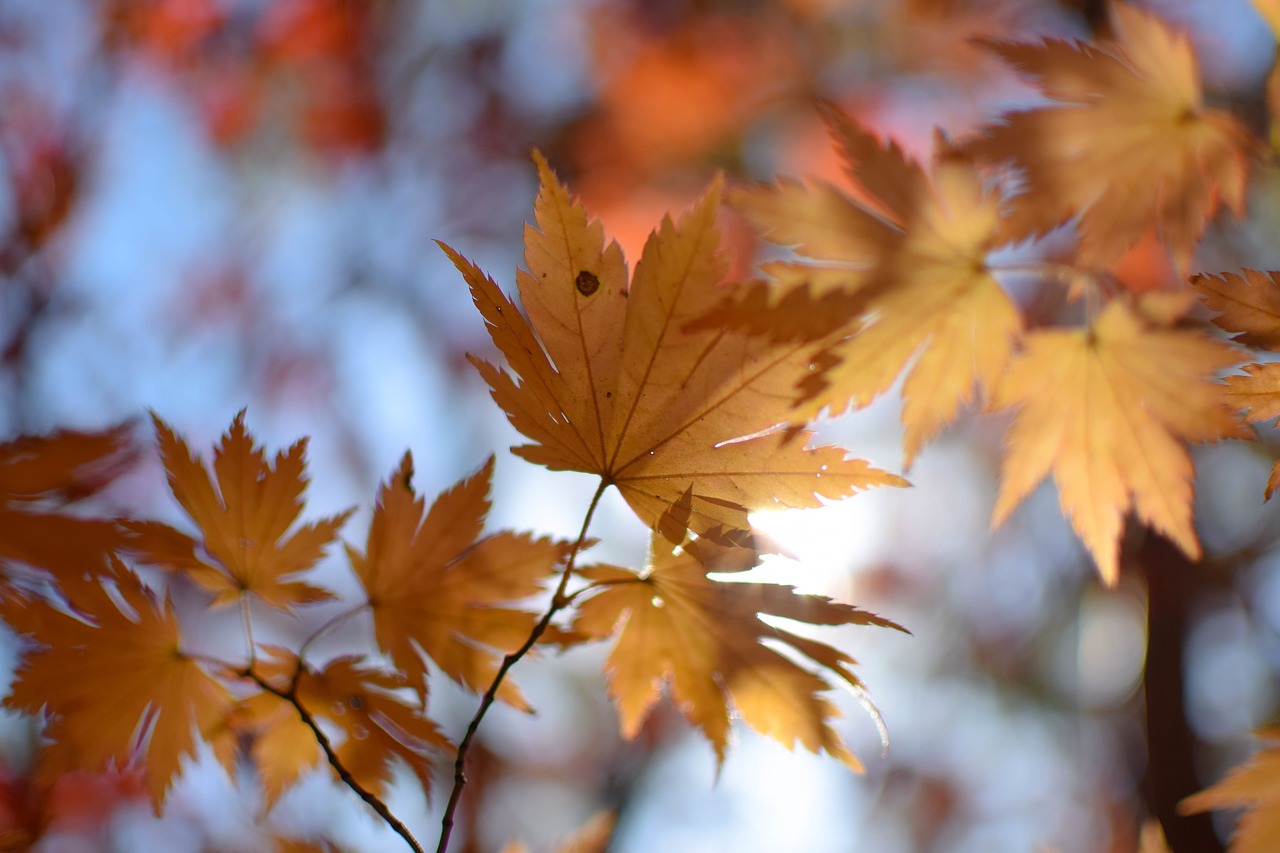 leaf autumn fall free photo