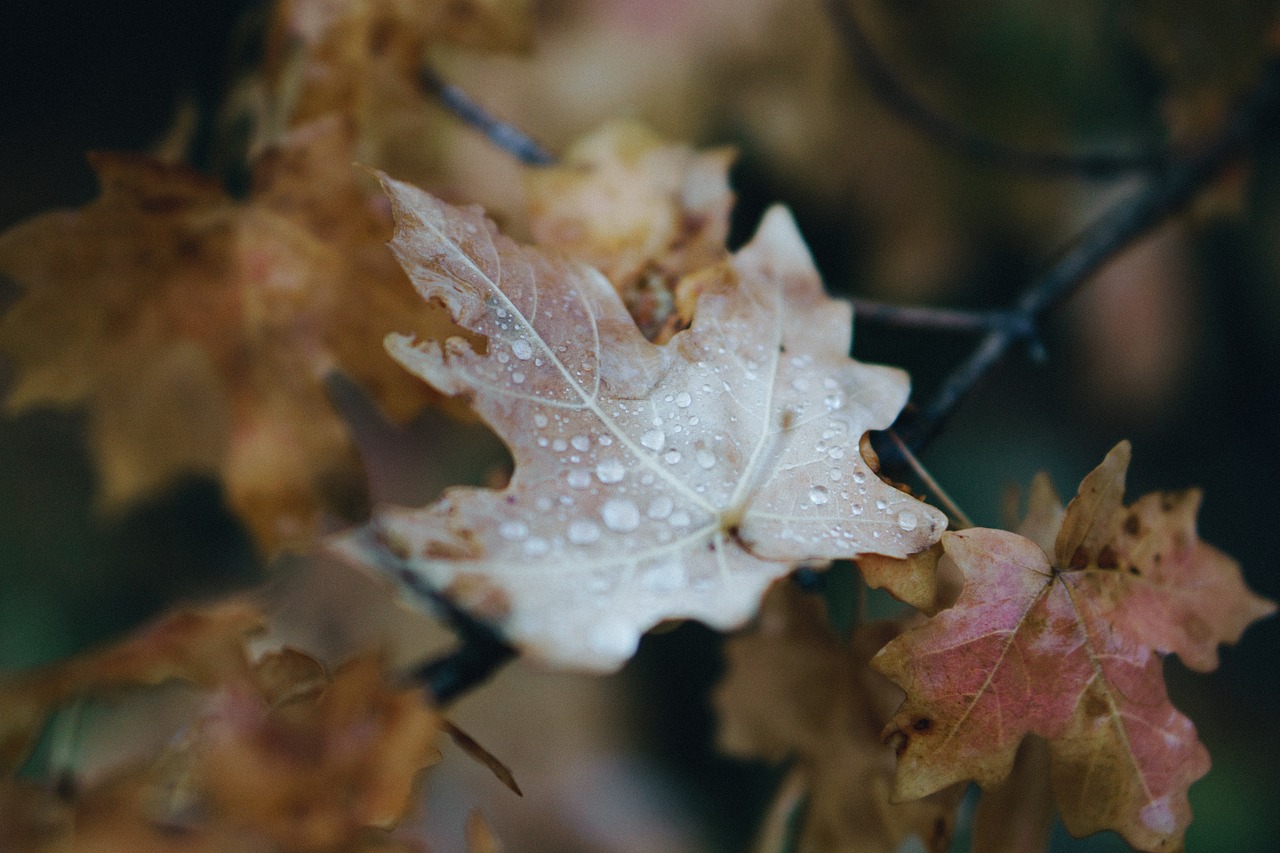 leaf autumn fall free photo