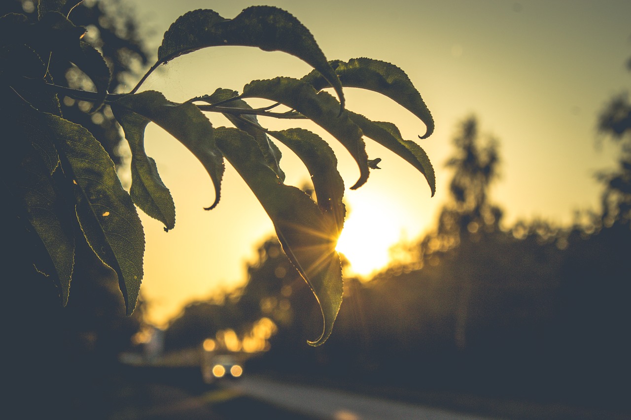 leaf plant trees free photo